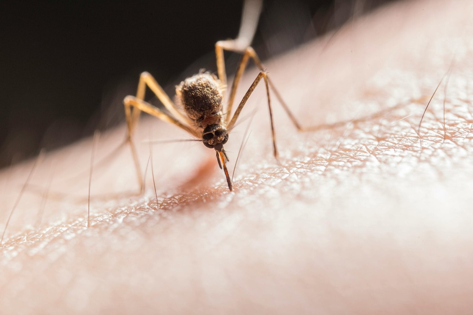 Dengue prevention tips, Prevent mosquito breeding, Mosquito repellents, Protective clothing for dengue, Community dengue awareness, Dengue outbreak prevention,