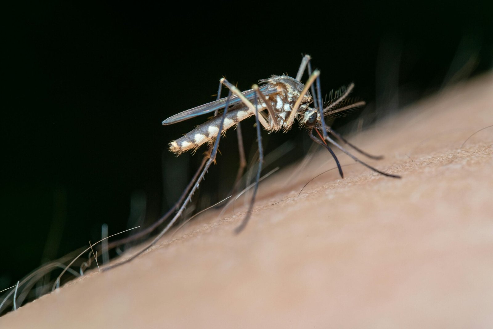 Culex mosquito, the primary carrier of Japanese Encephalitis Virus (JEV)